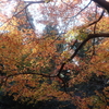 紅葉の頃