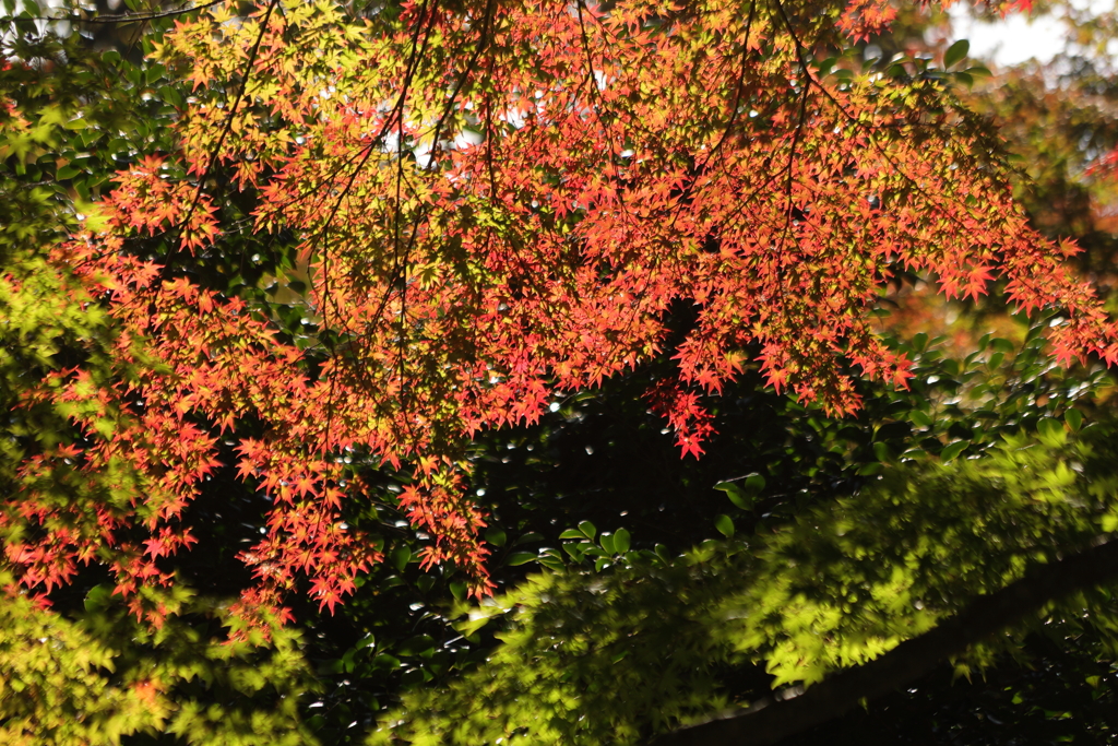秋のグラデーション