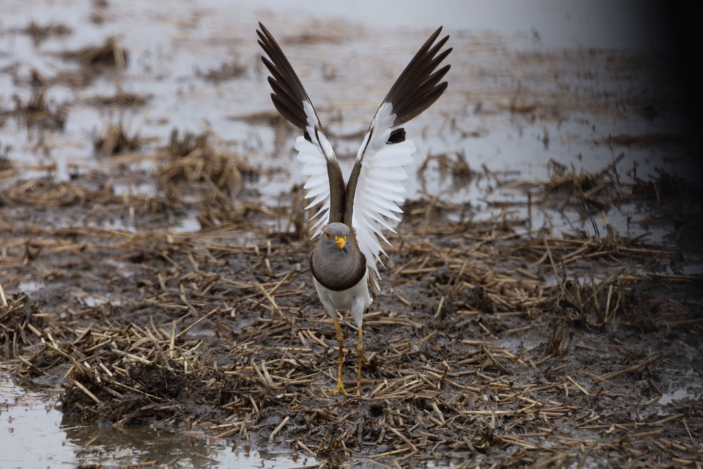 アメリカンイーグルには負けるけど・・・　ケリ