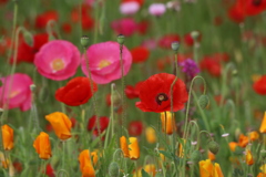 お寺の花壇は天国？