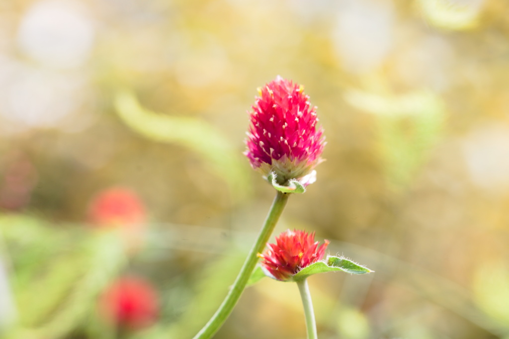 いちごのように