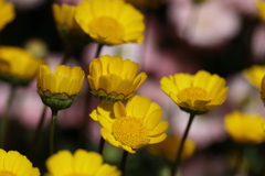 花が咲く