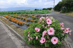 夏模様