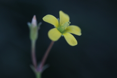 鏡草