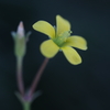 鏡草