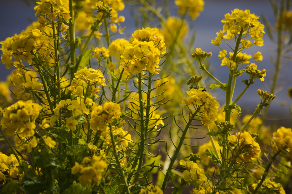 菜の花