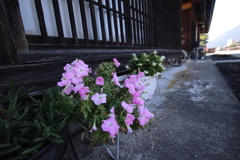 城下町の花