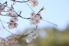春の一日
