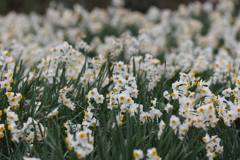 スイセン咲く野