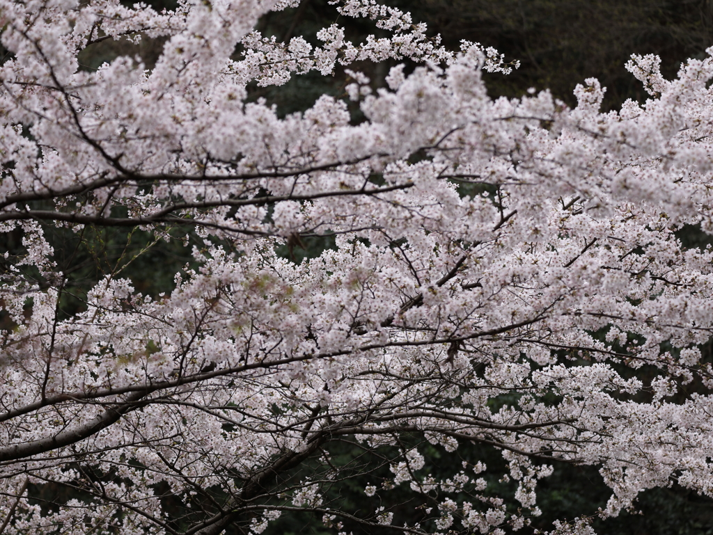 桜