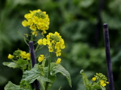 菜の花