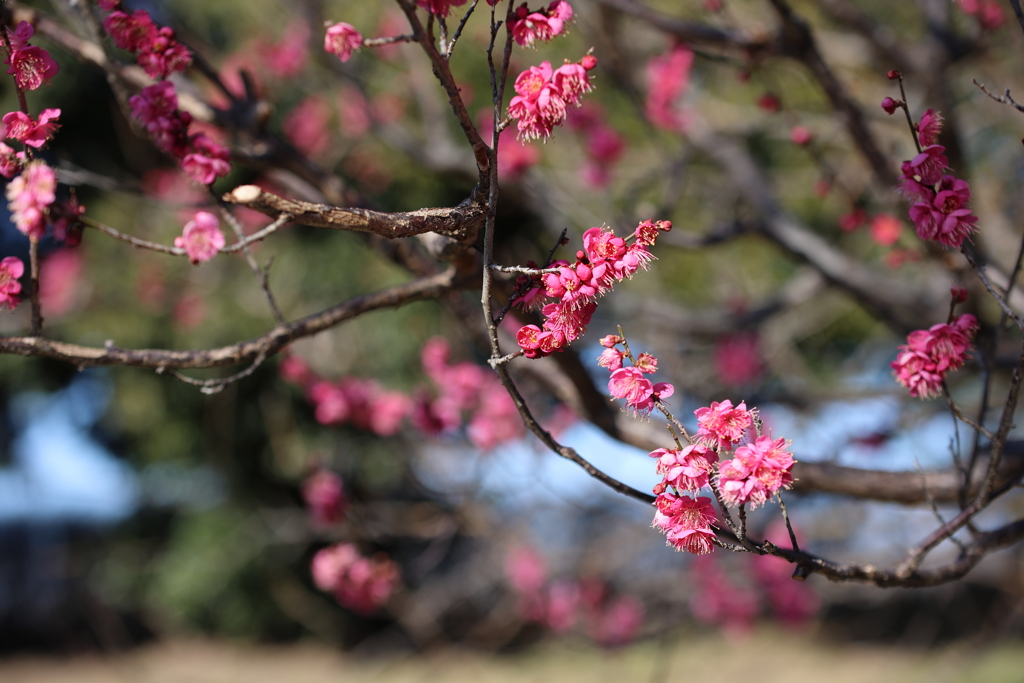 春節の建国記念日