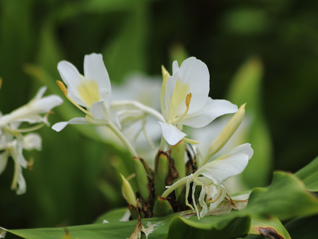花縮砂