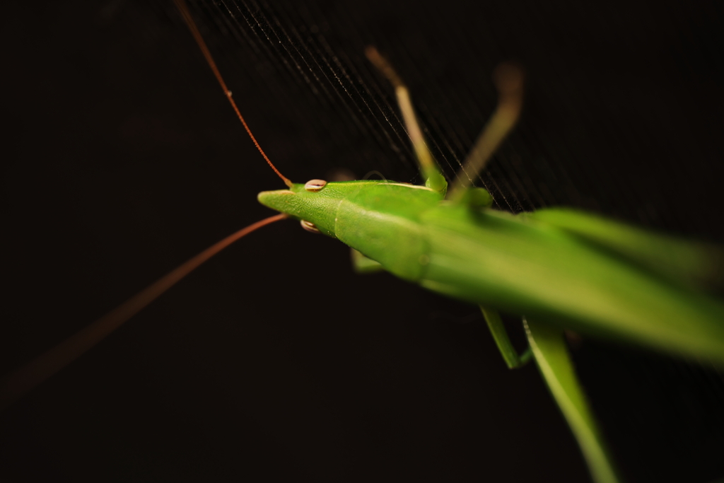 まだ生きていた!