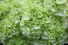 スノークィーン　カシワバアジサイ