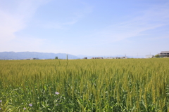 麦畑と空