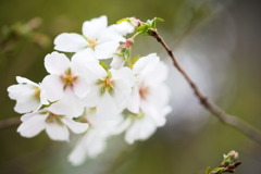 10月桜