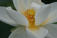 レンコンの花