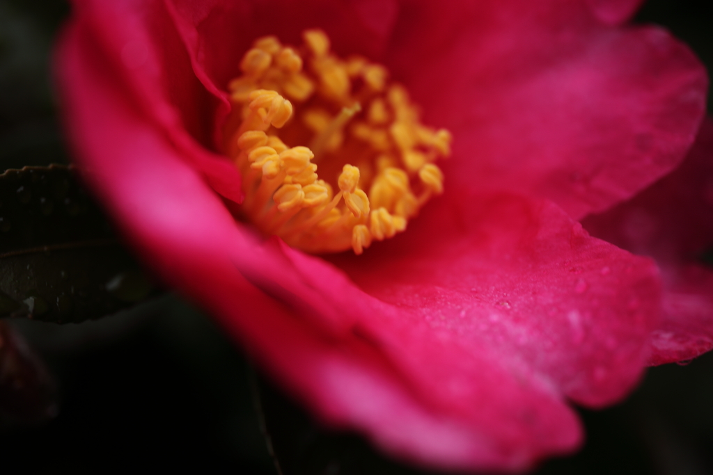 さざんか、さざんか咲いた道