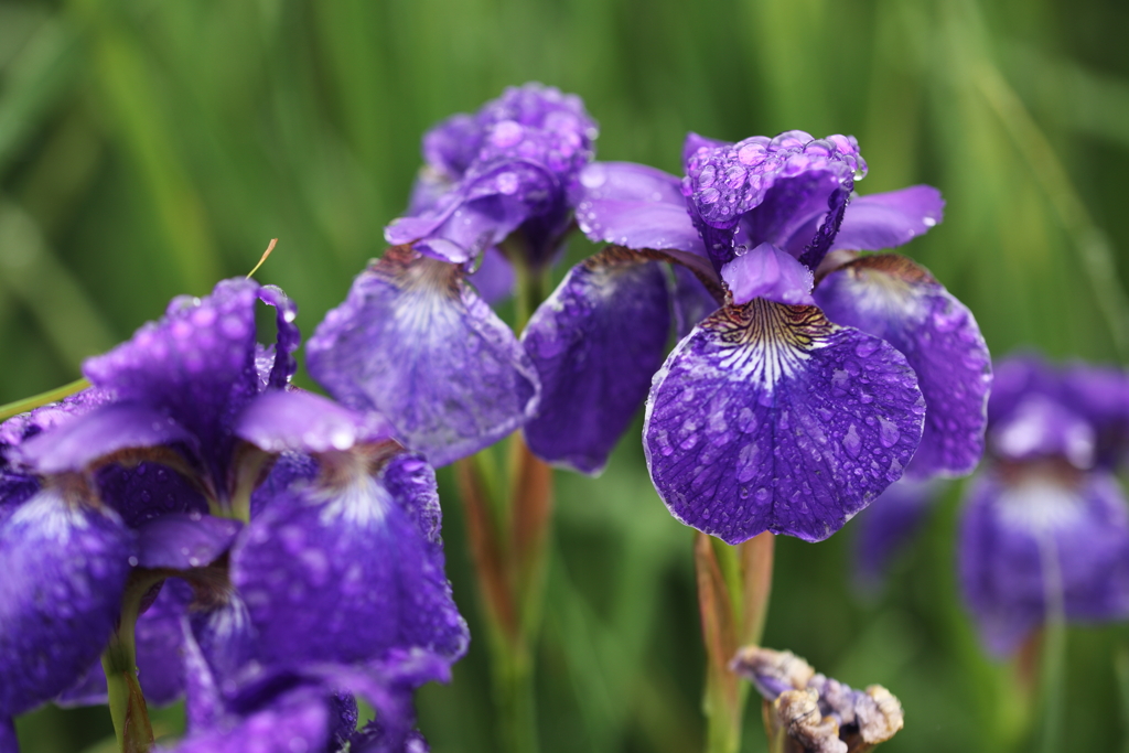 梅雨の花