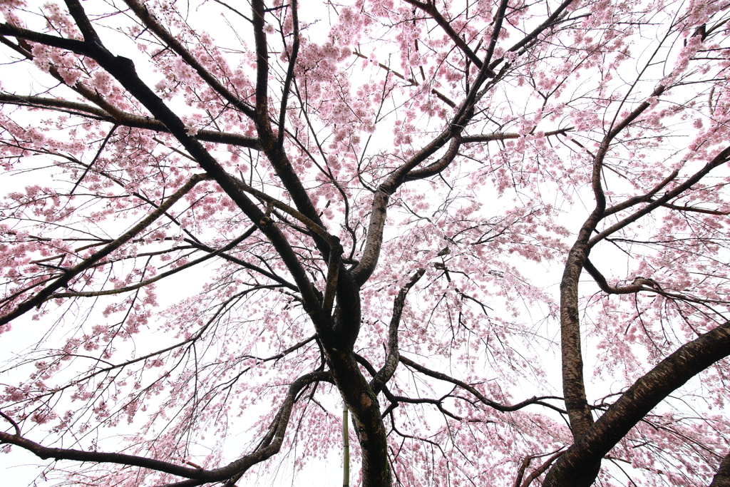 桜シャワー