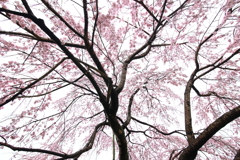 桜シャワー