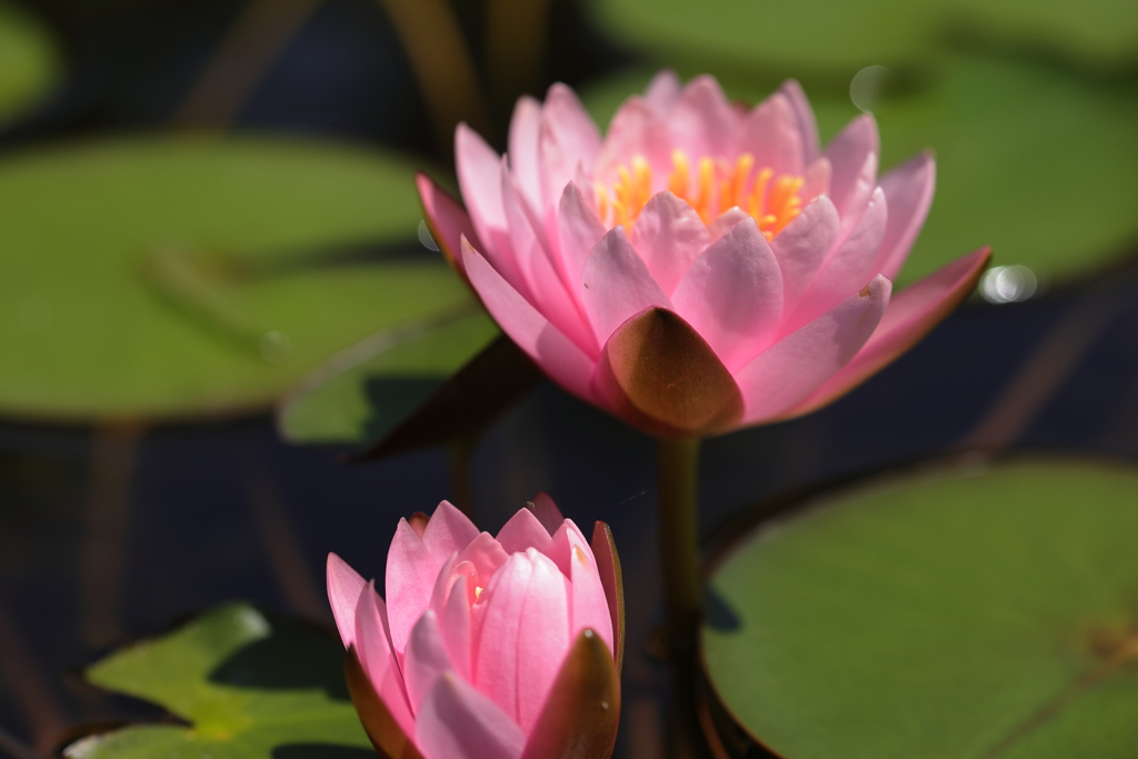 水面の花
