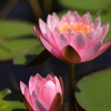 水面の花