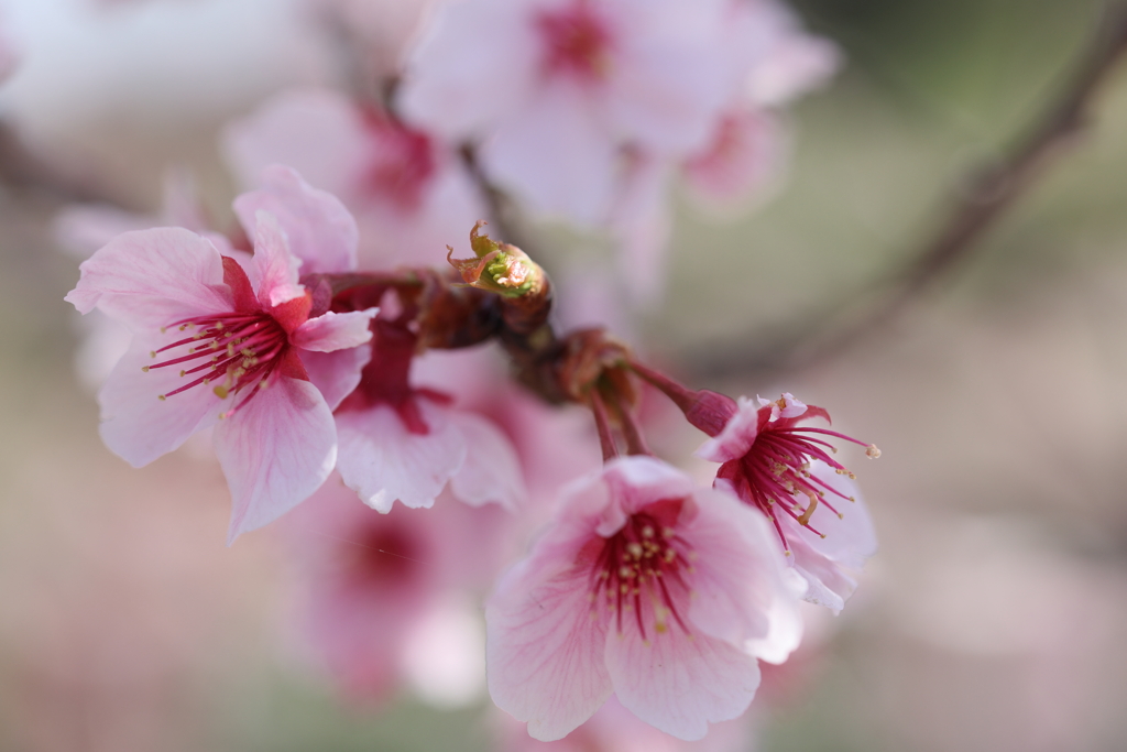 椿寒桜