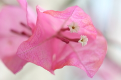 華麗なひと