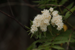 ちっちゃな花たち