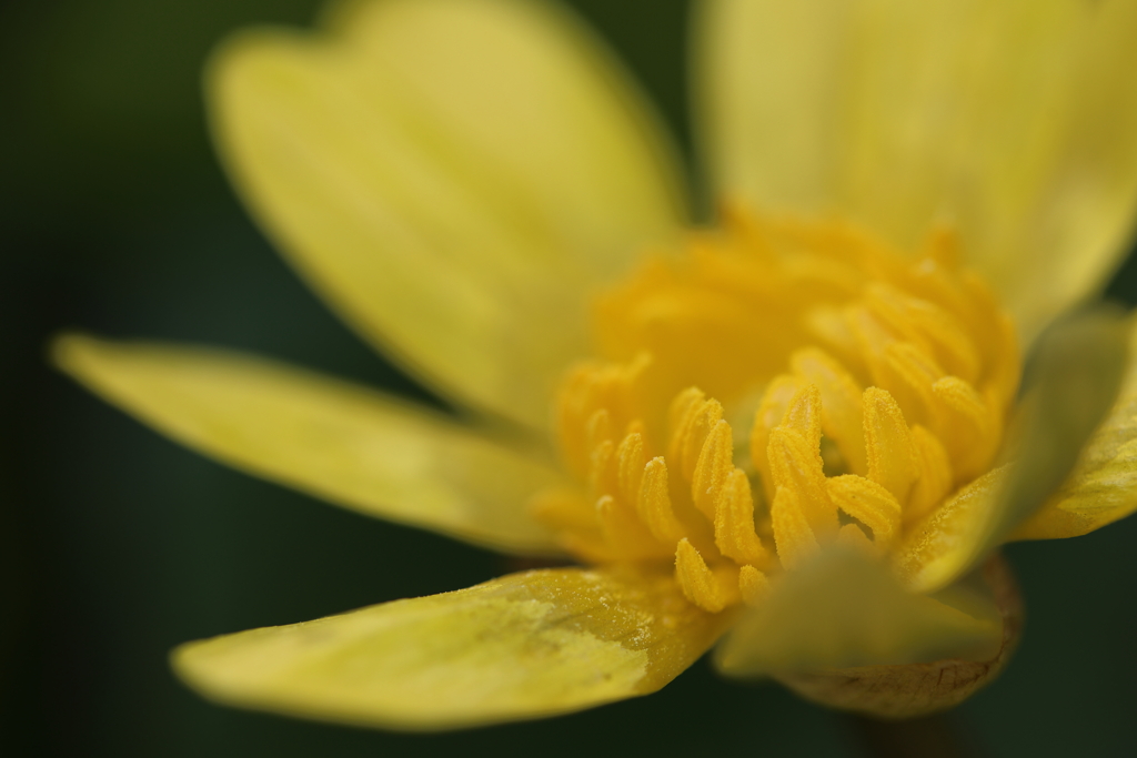 黄金色に輝いて