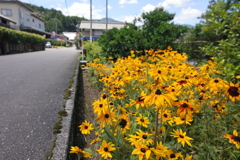 路傍の花