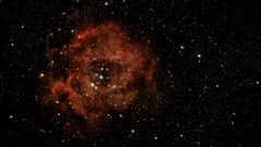 星の宮殿に咲く薔薇