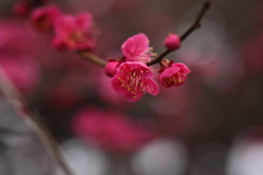 紅色