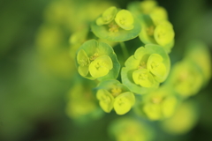 グリーンな世界