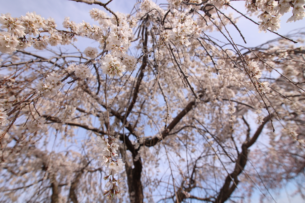 Sakura Shower