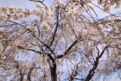 Sakura Shower