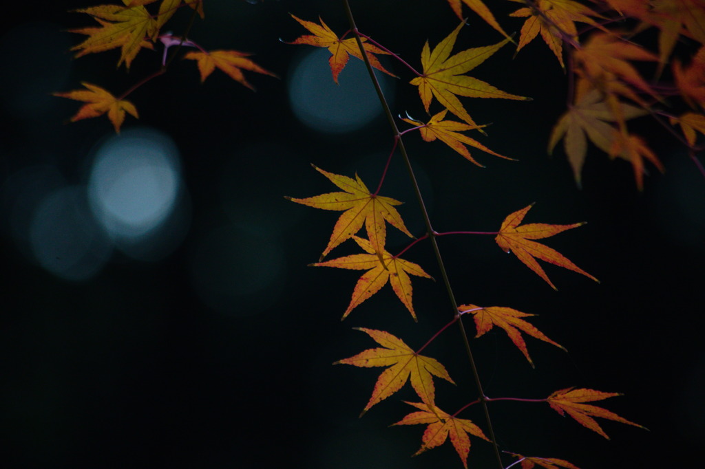 年末黄葉