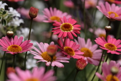 Blooming marguerite