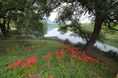 津屋川の彼岸花