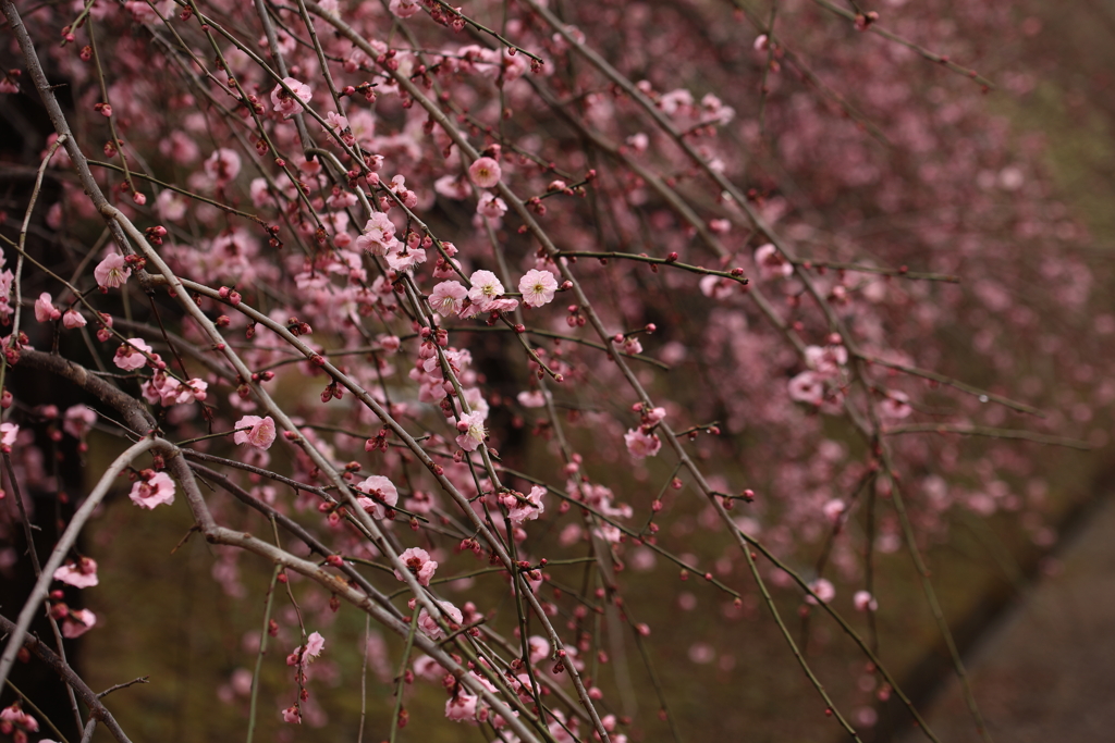 枝垂れる　ピンク