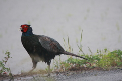 道端を散歩する雉子