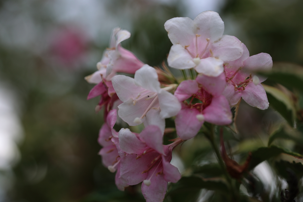 フイリオオベニウツギ