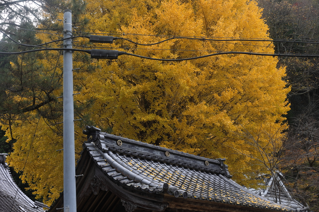 大銀杏