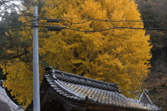 大銀杏