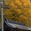 大銀杏