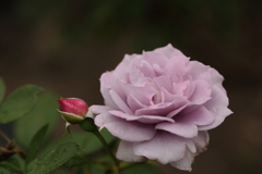バイオレットの花