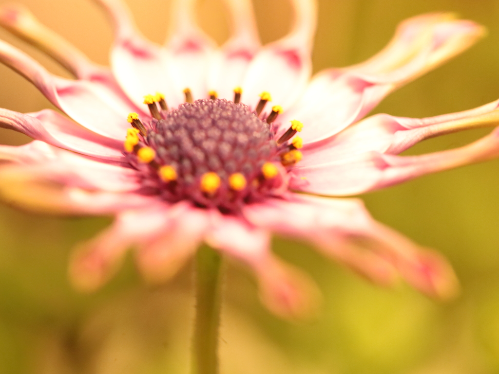 花弁