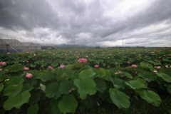 雷雨がやって来る